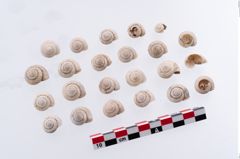 Foto von Schneckengehäuse (NHMW-PRAE-003415)